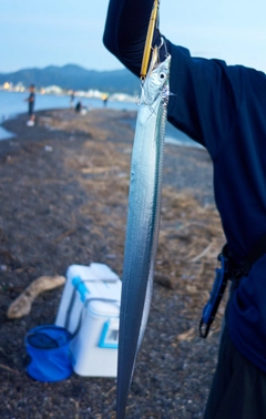 タチウオの釣果