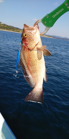 オオモンハタの釣果