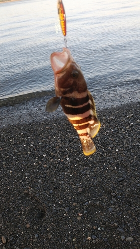 アオハタの釣果