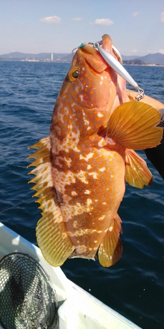 アコウの釣果