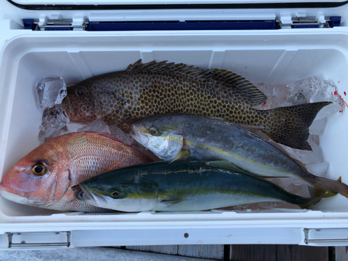 オオモンハタの釣果