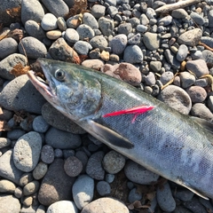 アキアジの釣果