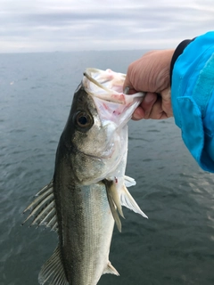 スズキの釣果