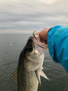 スズキの釣果