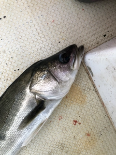 スズキの釣果