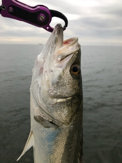 スズキの釣果