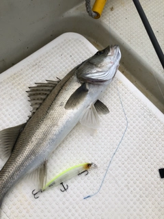 スズキの釣果