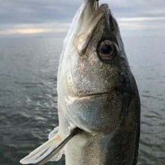 スズキの釣果