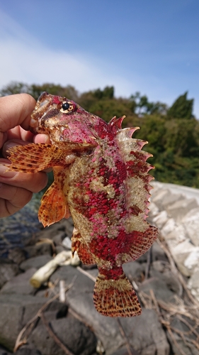 ヨロイメバルの釣果