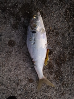 コノシロの釣果