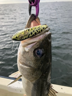 スズキの釣果