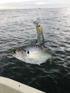 コノシロの釣果