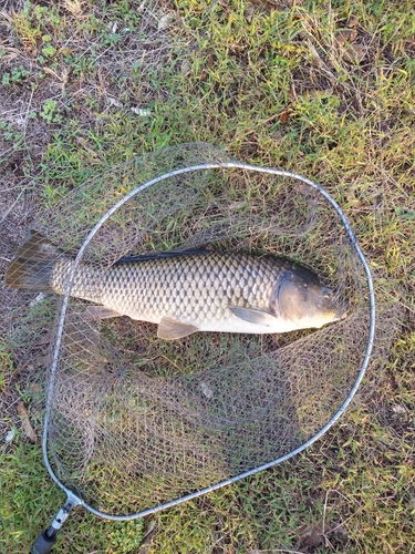 コイの釣果