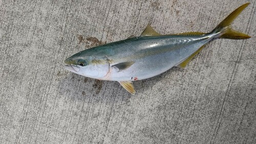 ハマチの釣果