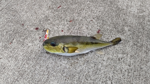 クロサバフグの釣果