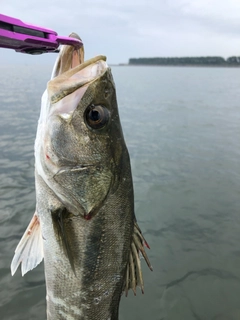 スズキの釣果