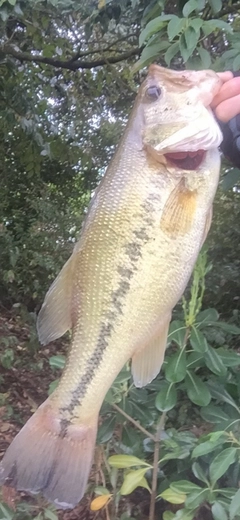 ブラックバスの釣果