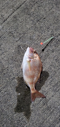 チダイの釣果