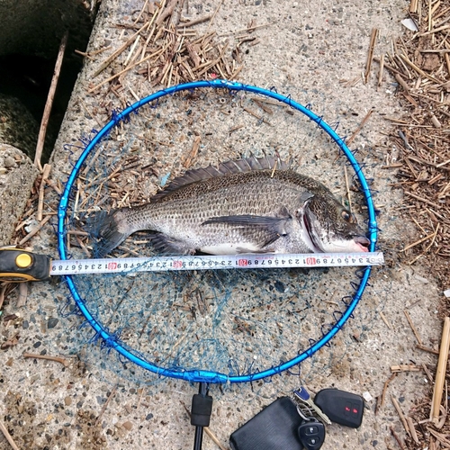 クロダイの釣果