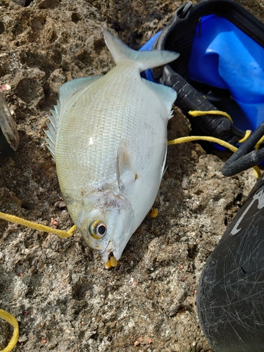 イスズミの釣果