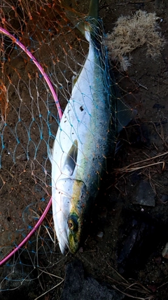 ツバスの釣果