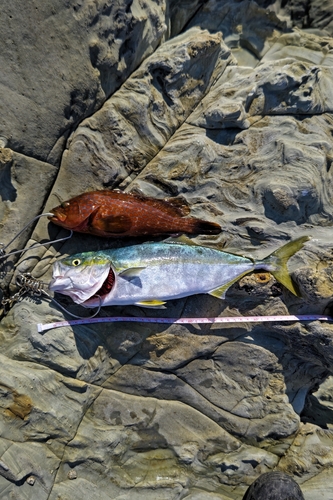 ツバスの釣果