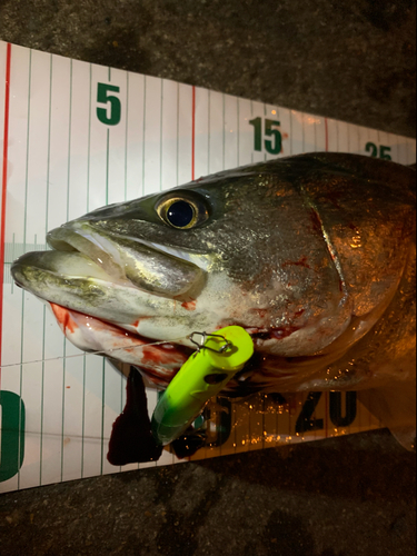 シーバスの釣果