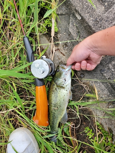 ラージマウスバスの釣果