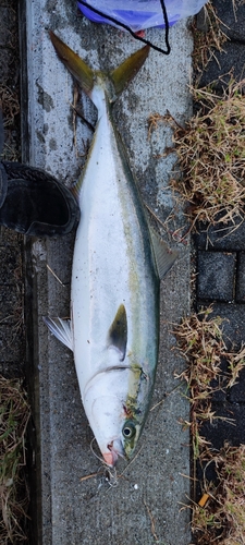 メジロの釣果