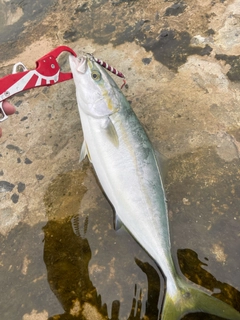 イナダの釣果