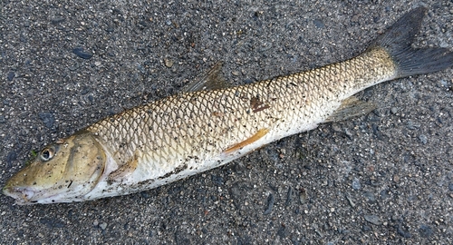 ニゴイの釣果