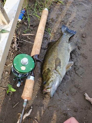 スモールマウスバスの釣果