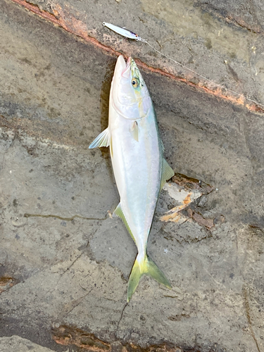 イナダの釣果