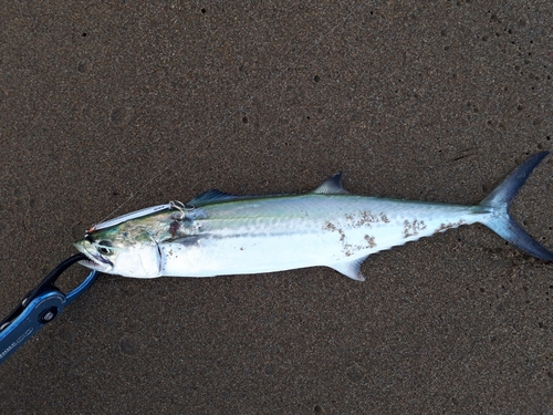 サゴシの釣果