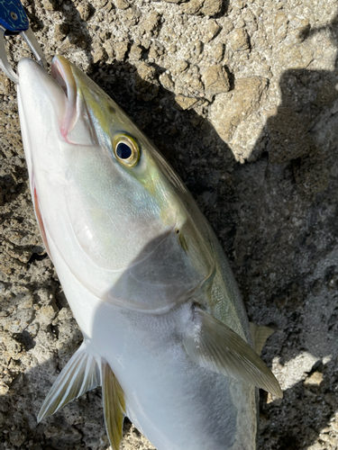 ヤズの釣果