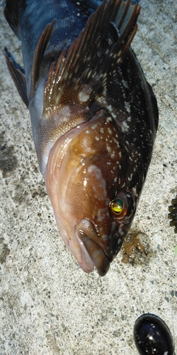 アイナメの釣果