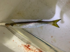 カマスの釣果