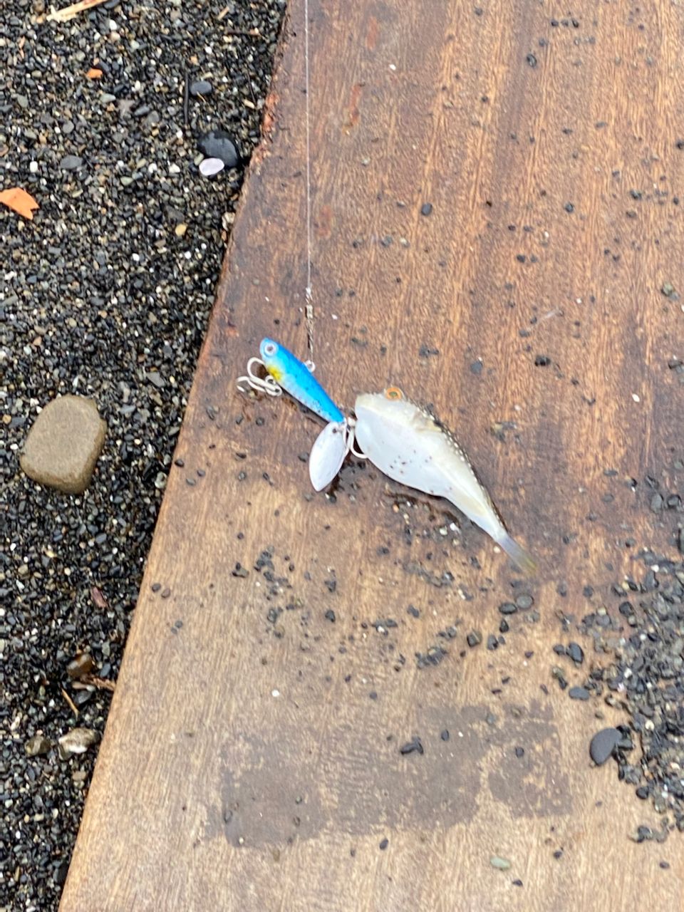 ゴマフグ