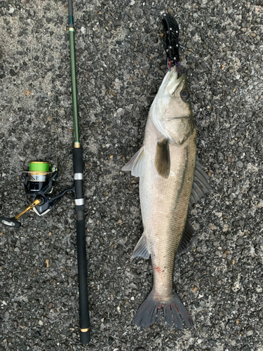 スズキの釣果