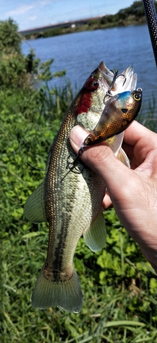 ブラックバスの釣果