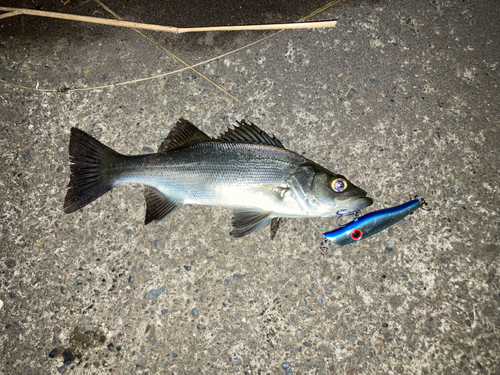 セイゴ（タイリクスズキ）の釣果