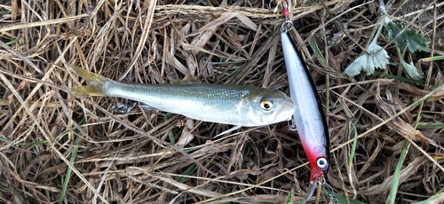 ハスの釣果