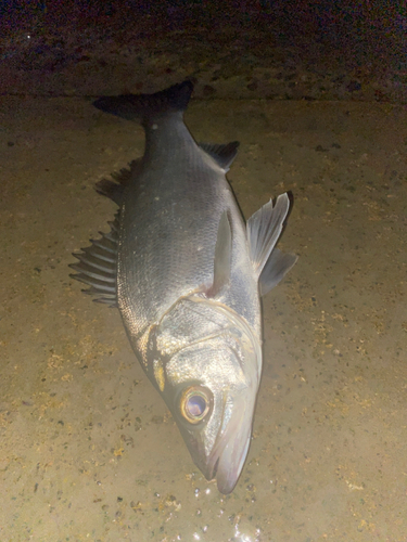 ヒラスズキの釣果