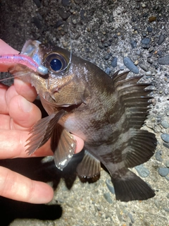 メバルの釣果