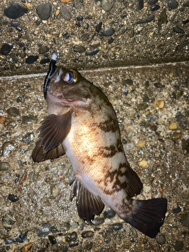 メバルの釣果