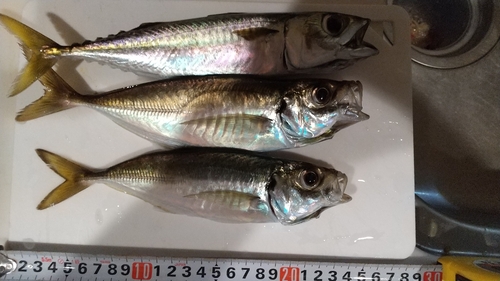 アジの釣果