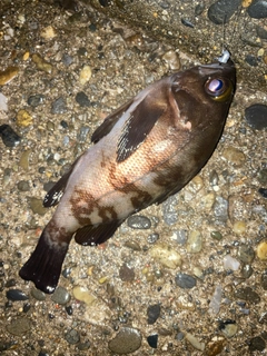 メバルの釣果