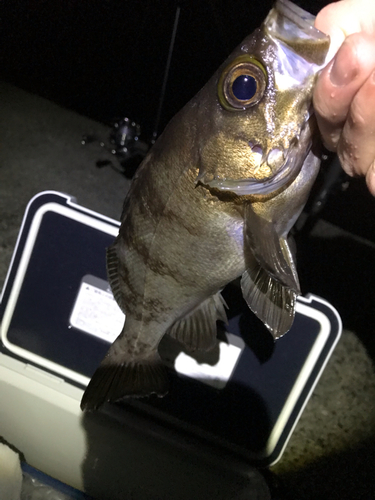 メバルの釣果