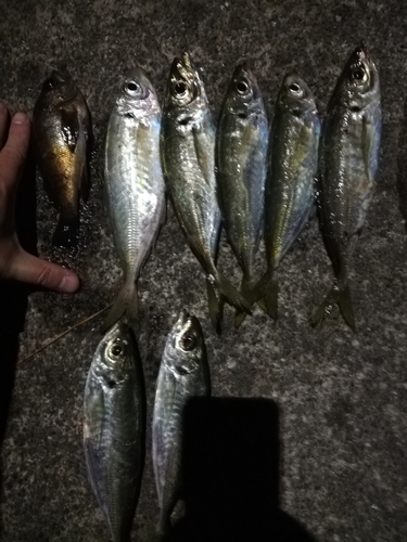 アジの釣果