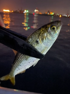 コノシロの釣果